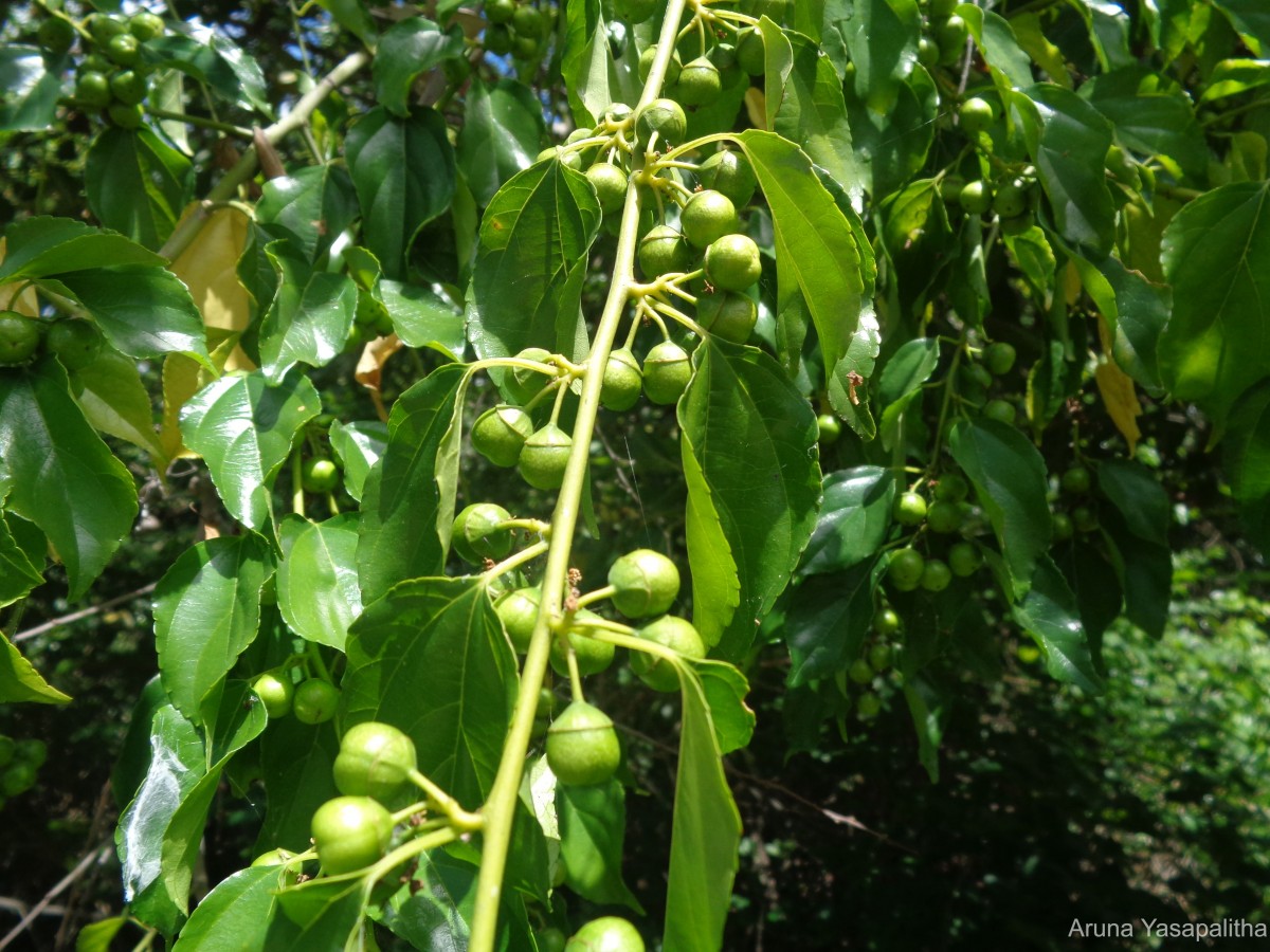 Colubrina asiatica (L.) Brongn.